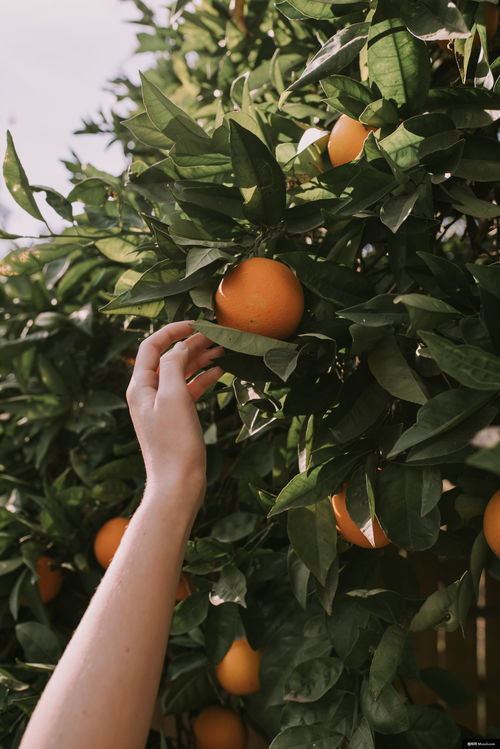 植物 水果 食品 柑橘类水果 生产 葡萄柚 美食摄影图片图片壁纸 美食摄影图片图片壁纸